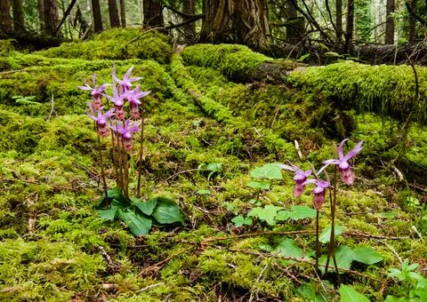 Calypso Orchids Stock-Fotos