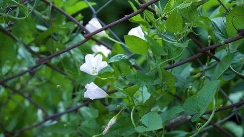 Calystegia Stock Footage 82389763