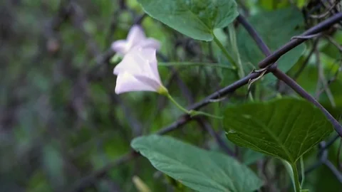 Calystegia Video stock 82389808