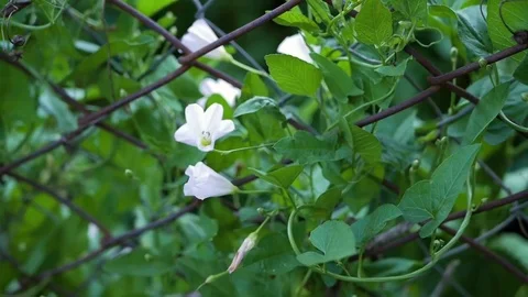 Calystegia Video stock 82389811
