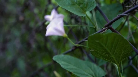 Calystegia Video stock 82389874