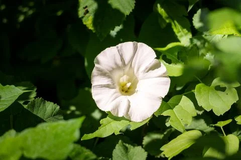 Calystegia Stock Photos