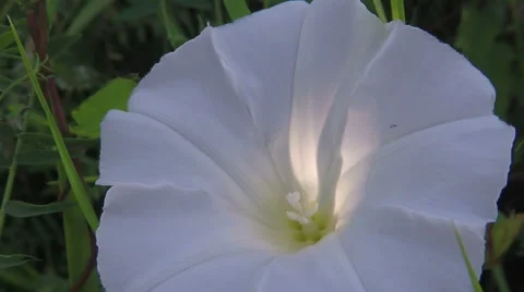 Calystegia sepium -  bindweed with backlight 스톡 동영상 68635149