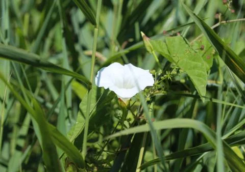 Calystegia sepium (formerly Convolvulus sepium) common names are hedge bindwe Stock Photos