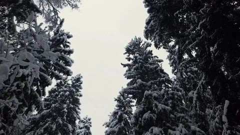 The cam moves on the winter forest, a look to the sky Stock Footage 100882813