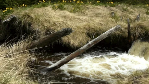 Cam Pan to a small stream flowing rapidly through grasslands. Stock Footage 274307546