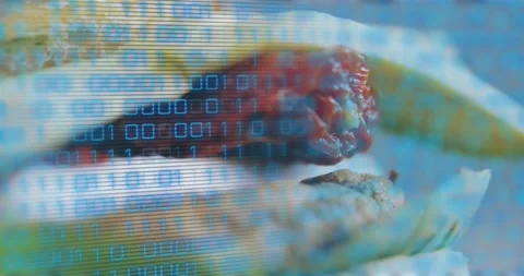 Cam panning downleft, taco with lime revealing red salsa while binary code Stock Footage 323371013