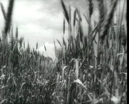 Cam passing through the rye ears, vintage b&amp;w 16mm footage. Stock Footage 10743288