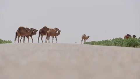 Camals crossing a road Stock Footage 85359298