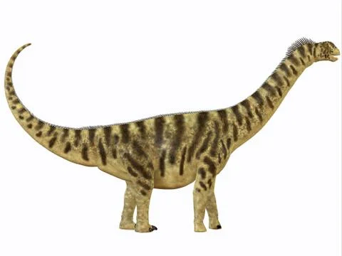 Camarasaurus profile Stock Illustration