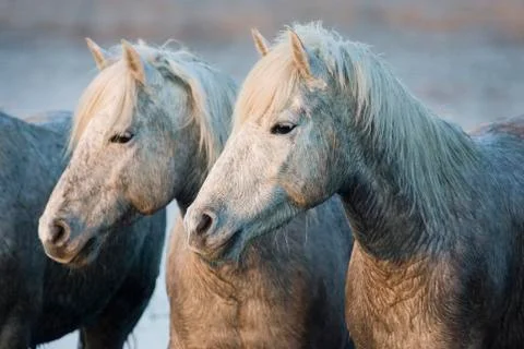 CAMARGUAIS Stock Photos