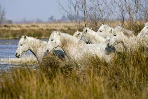 CAMARGUAIS Stock Photos