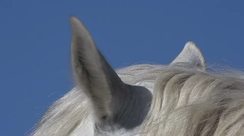 Camargue Horse, Close up of Ears, Saintes Marie de la Mer Stock Footage