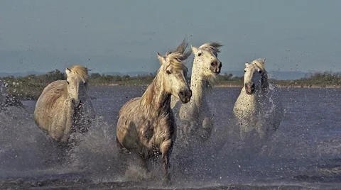 Camargue Horse, Group galloping through Swamp, Saintes Marie de la Mer Stock Footage
