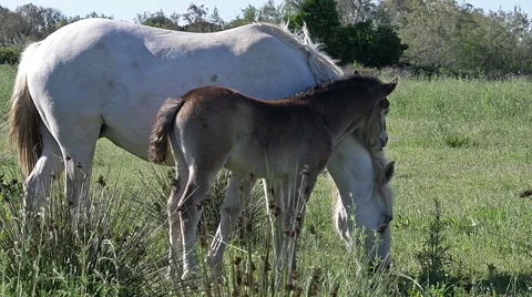 Camargue Horse, Mare and Foal, Saintes Marie de la Mer in The South of France Stock Footage