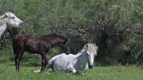 Camargue Horse, Mare and Foal, Saintes Marie de la Mer in The South of France, Stock Footage