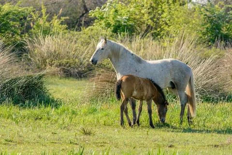 Camargue horse mare with her foal. Camargue horse mare with her foal. Cama... Stock Photos