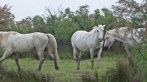 Camargue Horse, Saintes Marie de la Mer in The South of France, Real Time Stock Footage