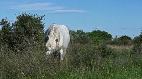 Camargue Horse, Saintes Marie de la Mer in The South of France, Real Time Stock Footage
