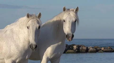 Camargue Horse, Saintes Marie de la Mer in The South of France, Real Time Stock Footage