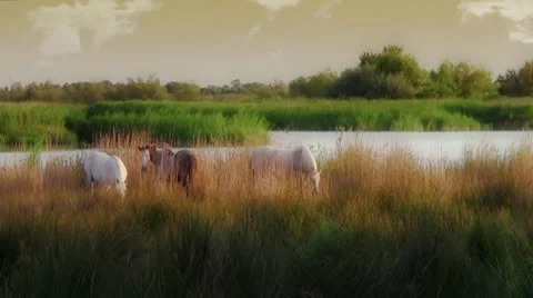 Camargue horses Stock Footage 33473281