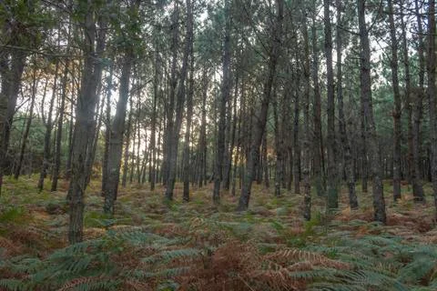 Camarias forest. Stock Photos