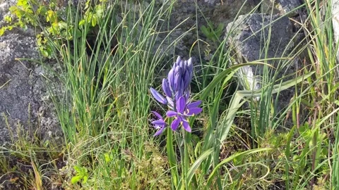 Camas blowing in the wind Vídeo Stock 190806614