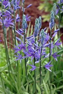 Camassia Stock Photos