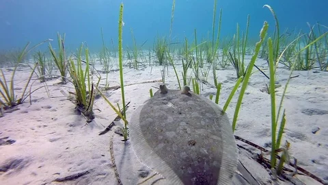 Cambala flat fish and mussels under water in the sea Vidéo 80788884