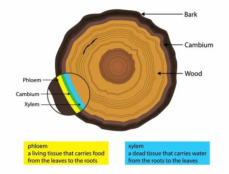 Cambium layer lies between the outer bark and inner bark of a tree Stock Illustration