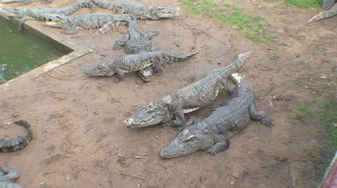 CAMBODIA-CROCODILE 1 Stock Footage 986983