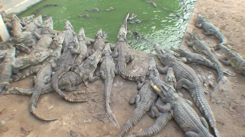 CAMBODIA-CROCODILE 2 Stock Footage 987309