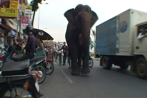 CAMBODIA-ELEPHANT 1 Vidéo 705129