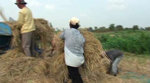 Cambodia: Farm workers chopping and piling fodder Stock Footage 59532553
