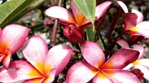 Cambodia flower Stock Footage 210939594