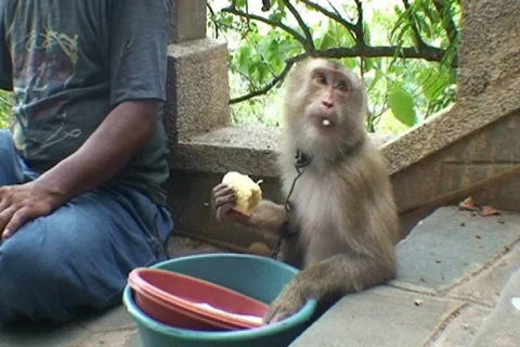 CAMBODIA-MONKEY-EATING CORN 1 Vídeo Stock 776387