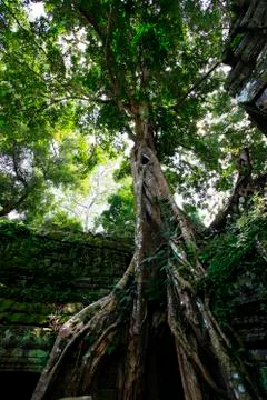 Cambodia 库存照片