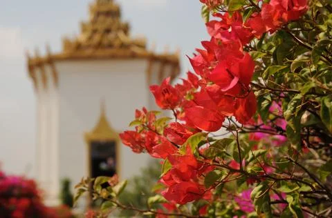 Cambodia Stock Photos