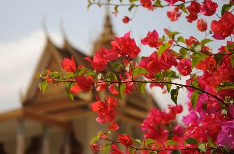 Cambodia Stock Photos