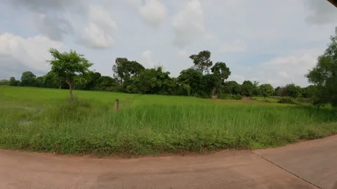 Cambodia rice fields Stock Footage 306064259