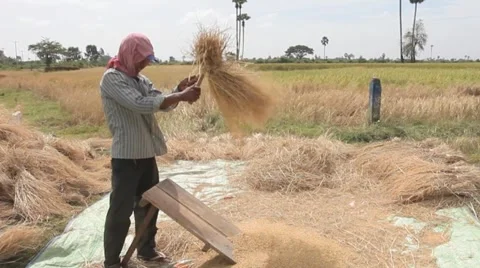 CAMBODIA-RICE HARVEST17 Stock Footage 981053