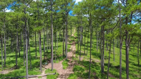 Cambodia tall pine tree forest Kirirom National Park in Southeast Asia nature Stock Footage 340334626