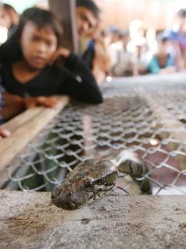 Cambodia Wildlife Pet Python Wedding - Jan 2011 写真素材