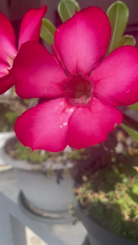 The cambodian flower Stock Footage 285741631