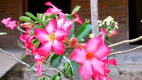 Cambodian flower pink Stock Footage 217467871