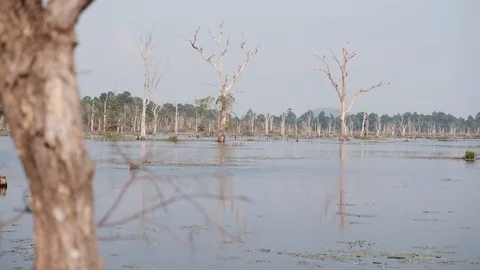 Cambodian Lake 库存影片 90131144