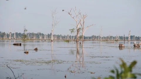 Cambodian Lake 库存影片 90168205