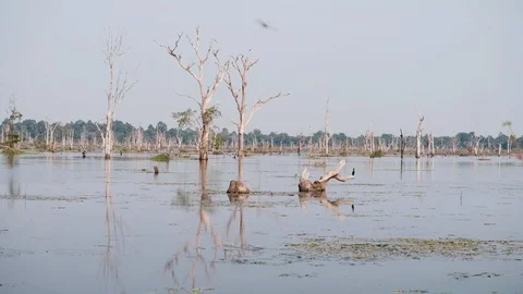 Cambodian Lake 库存影片 90168703