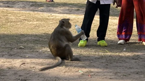A Cambodian macaque drinking from a bottle of water while is sitting at dirt-Dan Stock Footage 119056594