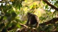 Cambodian Macaque Monkey Male and Female playing, eating, jumping, scratching HD Footage